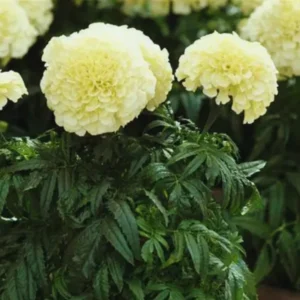 White Marigold Plants Live, 4 Plants, 3 to 5 Inches Tall Well Rooted, Vibrant Marigold Flower Planting Gardening