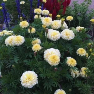 White Marigold Plants Live, 4 Plants, 3 to 5 Inches Tall Well Rooted, Vibrant Marigold Flower Planting Gardening