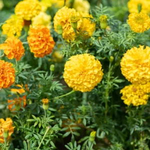Yellow Marigold Plants Live, 4 Plants, 3 to 5 Inches Tall Well Rooted, Vibrant Marigold Flower Planting Gardening