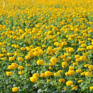 Yellow Marigold Plants Live, 4 Plants, 3 to 5 Inches Tall Well Rooted, Vibrant Marigold Flower Planting Gardening