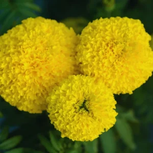 Yellow Marigold Plants Live, 4 Plants, 3 to 5 Inches Tall Well Rooted, Vibrant Marigold Flower Planting Gardening