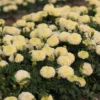 White Marigold Plants Live, 4 Plants, 3 to 5 Inches Tall Well Rooted, Vibrant Marigold Flower Planting Gardening