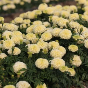 White Marigold Plants Live, 4 Plants, 3 to 5 Inches Tall Well Rooted, Vibrant Marigold Flower Planting Gardening