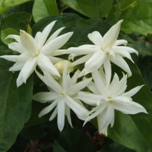 3 Mix Jasmine Live Plants – 3 to 6 Inches Tall - Hardy Jasmine Shrub with Fragrant Blooms for Outdoor Gardens - Jasmine Plants Live Indoor