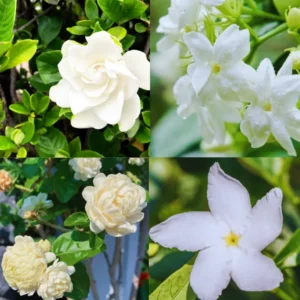 4 Plants, Live Mix Jasmine Plants – 4 to 6 Inch Jasmine Plant Live - Hardy and Fragrant Shrub for Outdoor Indoor
