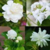 3 Mix Jasmine Live Plants – 3 to 6 Inches Tall - Hardy Jasmine Shrub with Fragrant Blooms for Outdoor Gardens - Jasmine Plants Live Indoor
