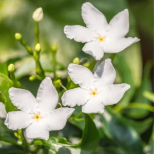 3 Mix Jasmine Live Plants – 3 to 6 Inches Tall - Hardy Jasmine Shrub with Fragrant Blooms for Outdoor Gardens - Jasmine Plants Live Indoor