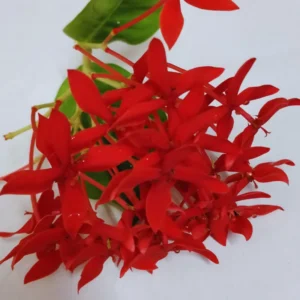 3 Red Ixora Plants Live Mini Dwaft Shrub Plant From 4 Inc Tall, Ixora Live Plants