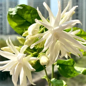 4 Plants, Live Mix Jasmine Plants – 4 to 6 Inch Jasmine Plant Live - Hardy and Fragrant Shrub for Outdoor Indoor