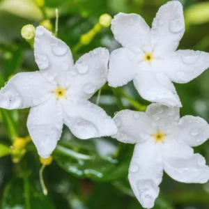 4 Plants, Live Mix Jasmine Plants – 4 to 6 Inch Jasmine Plant Live - Hardy and Fragrant Shrub for Outdoor Indoor