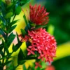 2 Small Plants Of Red Ixora Plants Live, 4 To 6 Inches Tall, Tropical Plant Live Dwaft