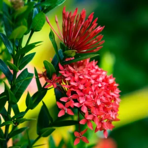 2 Small Plants Of Red Ixora Plants Live, 4 To 6 Inches Tall, Tropical Plant Live Dwaft