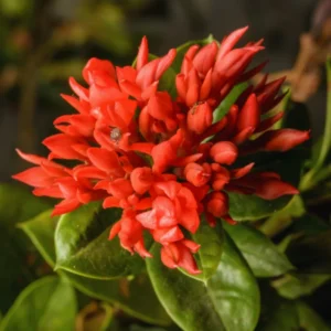 2 Small Plants Of Red Ixora Plants Live, 4 To 6 Inches Tall, Tropical Plant Live Dwaft