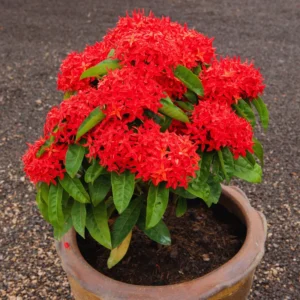 3 Red Ixora Plants Live Mini Dwaft Shrub Plant From 4 Inc Tall, Ixora Live Plants