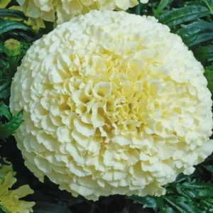 5 Live White Marigold Plants Starter Plants, Marigold Flower Well Rooted, Annual Flower Plant for Planting