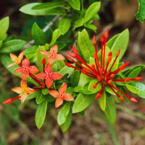 4 Red Ixora Plants Live Mini Dwaft Shrub Plant From 4 Inc Tall, Ixora Live Plants For Garden