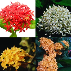 3 Mix Ixora Plants Live Mini Dwaft Shrub Plant From 4 Inc Tall, Ixora Live Plants