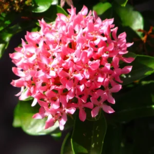 3 Plants Of Mix Ixora Plants Live, 4 To 6 Inches Tall, Tropical Plant Live Dwaft Indoor Outdoor