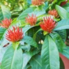 4 Red Ixora Plants Live Mini Dwaft Shrub Plant From 4 Inc Tall, Ixora Live Plants For Garden