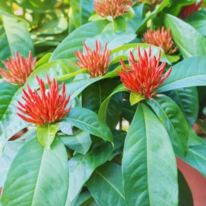 4 Red Ixora Plants Live Mini Dwaft Shrub Plant From 4 Inc Tall, Ixora Live Plants For Garden