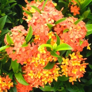 3 Mix Ixora Plants Live Mini Dwaft Shrub Plant From 4 Inc Tall, Ixora Live Plants