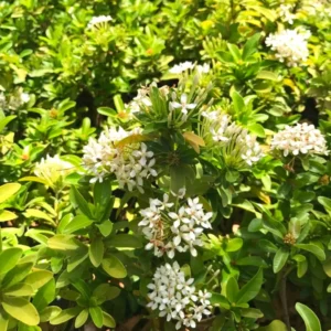 3 Mix Ixora Plants Live Mini Dwaft Shrub Plant From 4 Inc Tall, Ixora Live Plants