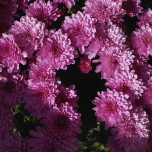 3 Live Purple Chrysanthemum Flower Plants Well Rooted, Chrysanthemum Plants Live Outdoor Indoor