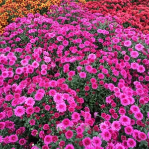 3 Live Purple Chrysanthemum Flower Plants Well Rooted, Chrysanthemum Plants Live Outdoor Indoor