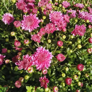 3 Live Purple Chrysanthemum Flower Plants Well Rooted, Chrysanthemum Plants Live Outdoor Indoor
