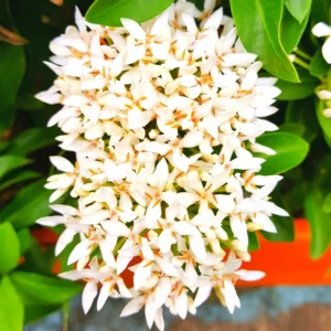 3 Plants Of Mix Ixora Plants Live, 4 To 6 Inches Tall, Tropical Plant Live Dwaft Indoor Outdoor