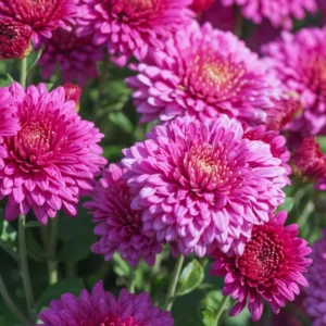 Live Chrysanthemum Flower Plants Well Rooted, 2 Purple Chrysanthemum Plants Live
