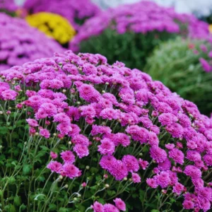 3 Live Purple Chrysanthemum Flower Plants Well Rooted, Chrysanthemum Plants Live Outdoor Indoor