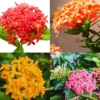 3 Plants Of Mix Ixora Plants Live, 4 To 6 Inches Tall, Tropical Plant Live Dwaft Indoor Outdoor