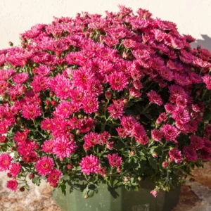 Live Chrysanthemum Flower Plants Well Rooted, 2 Purple Chrysanthemum Plants Live