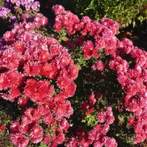 Live Chrysanthemum Flower Plants Well Rooted, 2 Pink Chrysanthemum Plants Live