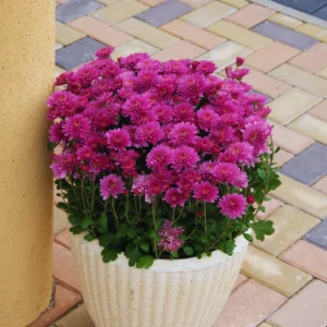 Set 4 Of Live Chrysanthemum Flower Plants, Purple Chrysanthemum Plants Live