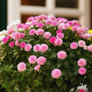 3 Live Pink Chrysanthemum Flower Plants Well Rooted, Chrysanthemum Plants Live Outdoor Indoor