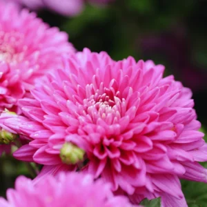 3 Live Pink Chrysanthemum Flower Plants Well Rooted, Chrysanthemum Plants Live Outdoor Indoor