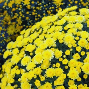 4 Live Mix Chrysanthemum Flower Plants Well Rooted, Chrysanthemum Plants Live Outdoor Indoor