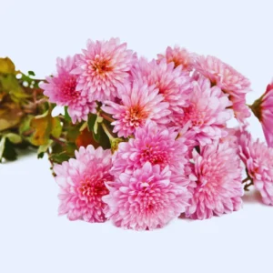 Set 4 Of Live Chrysanthemum Flower Plants, Pink Chrysanthemum Plants Live, Easy To Plant