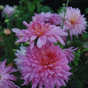 Set 4 Of Live Chrysanthemum Flower Plants, Pink Chrysanthemum Plants Live, Easy To Plant