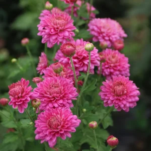 4 Live Mix Chrysanthemum Flower Plants Well Rooted, Chrysanthemum Plants Live Outdoor Indoor