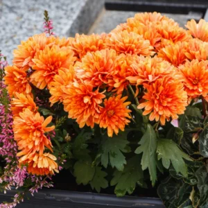 4 Live Mix Chrysanthemum Flower Plants Well Rooted, Chrysanthemum Plants Live Outdoor Indoor