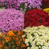 4 Live Mix Chrysanthemum Flower Plants Well Rooted, Chrysanthemum Plants Live Outdoor Indoor