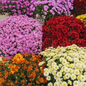 4 Live Mix Chrysanthemum Flower Plants Well Rooted, Chrysanthemum Plants Live Outdoor Indoor