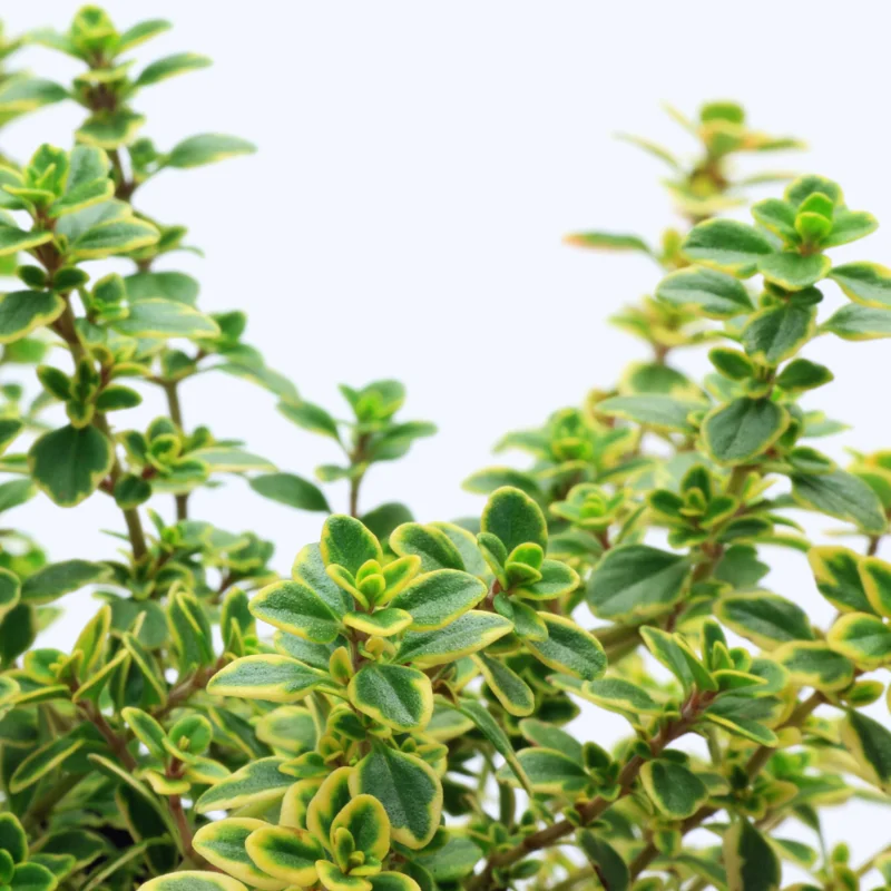 3 Lemon Thyme Plants, Golden Green Lemon Thyme Live Plants For Gardening