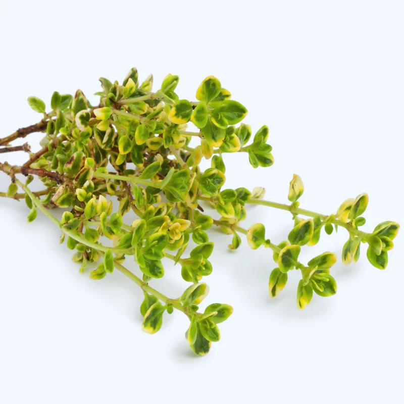3 Lemon Thyme Plants, Golden Green Lemon Thyme Live Plants For Gardening