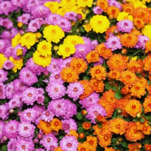 Set 4 Of Live Chrysanthemum Flower Plants, Mix Chrysanthemum Plants Live, Easy To Plant