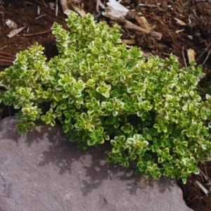 3 Lemon Thyme Plants, Golden Green Lemon Thyme Live Plants For Gardening