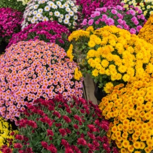 Set 4 Of Live Chrysanthemum Flower Plants, Mix Chrysanthemum Plants Live, Easy To Plant